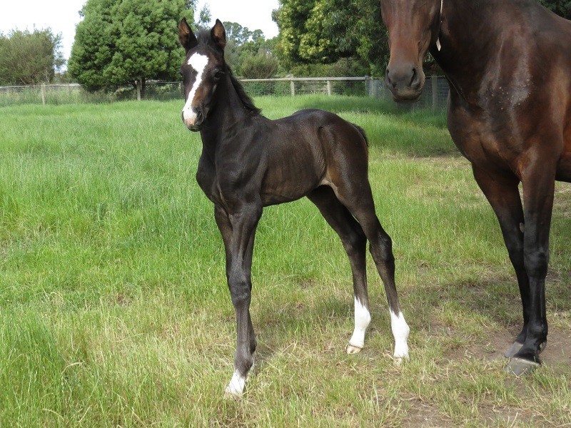 070 Fredi x Warmblood brf 6-11 7d